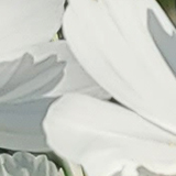 コスモスの写真